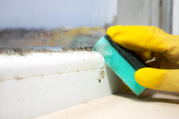 Mold Removal Process in Cave City, KY